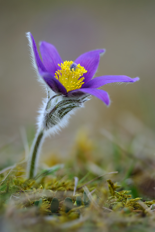 pulsatilla vulgaris IV