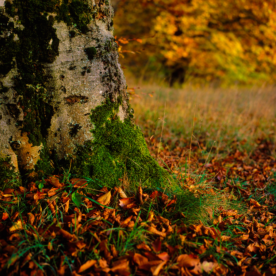 old tree reworked