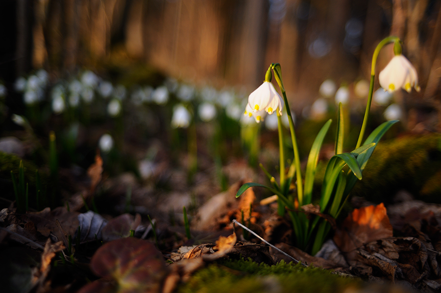 leucojum vernum 2009