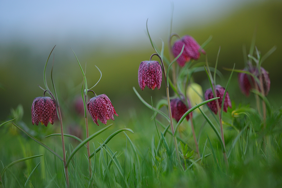 Fritillaria meleagris