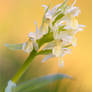 Dactylorhiza sambucina