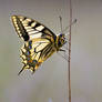 papilio machaon 2009