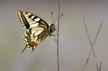 papilio machaon 2009