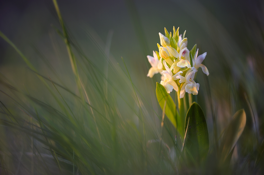 Dactylorhiza sambucina II