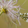 Anthocharis cardamines II