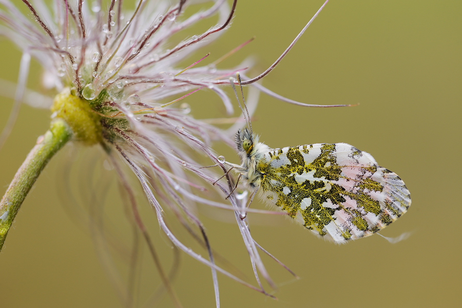 Anthocharis cardamines II