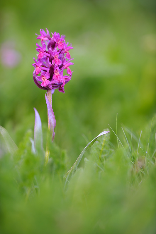 Dactylorhiza sambucina III