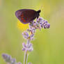 Erebia medusa