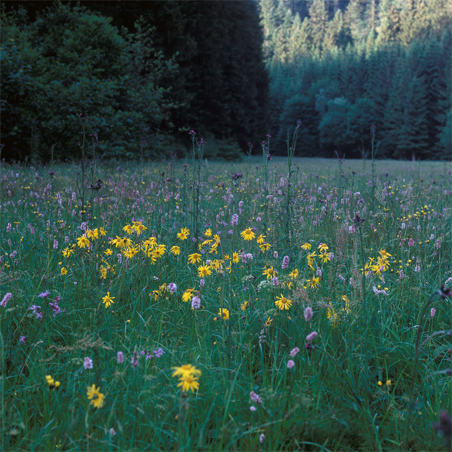 arnica montana in the valley