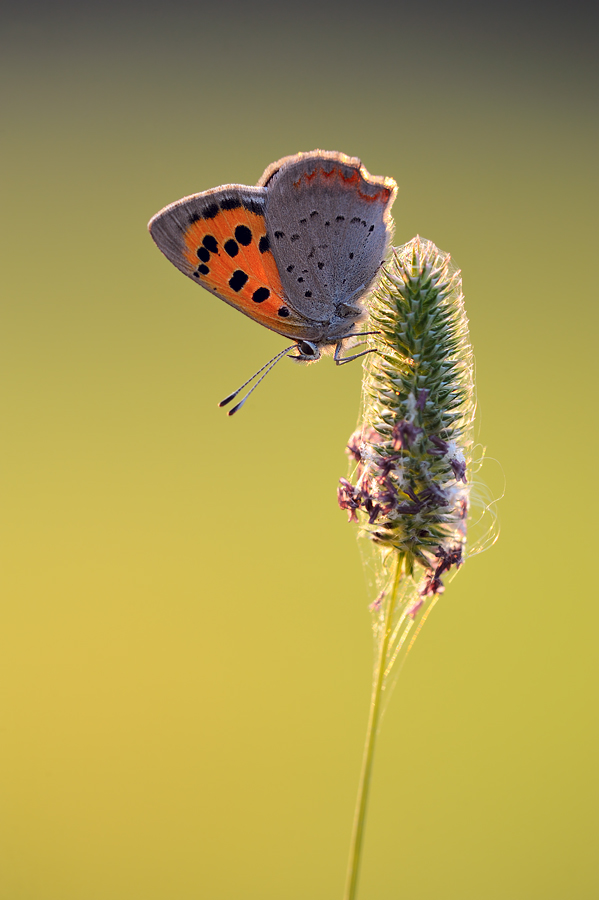 Lycaena phlaeas 09