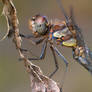 sympetrum striolatum