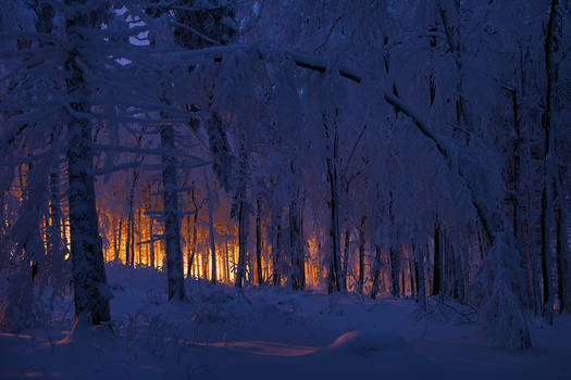 cold forest