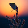 Lycaena hippothoe II