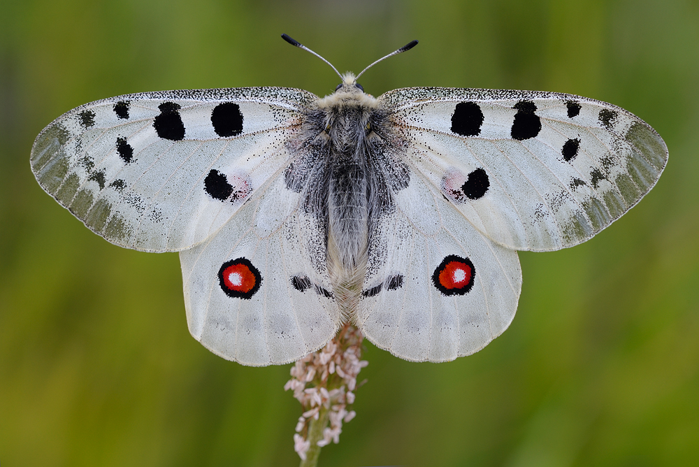 Parnassius apollo