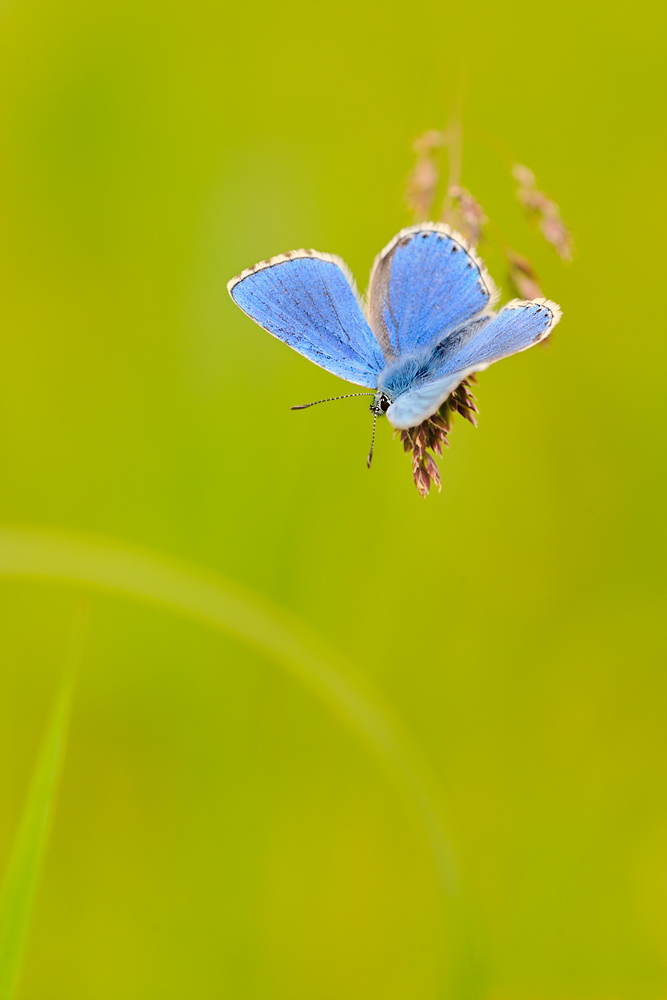 Polyommatus bellargus