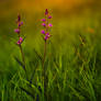 cephalanthera rubra evening