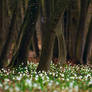 leucojum forest