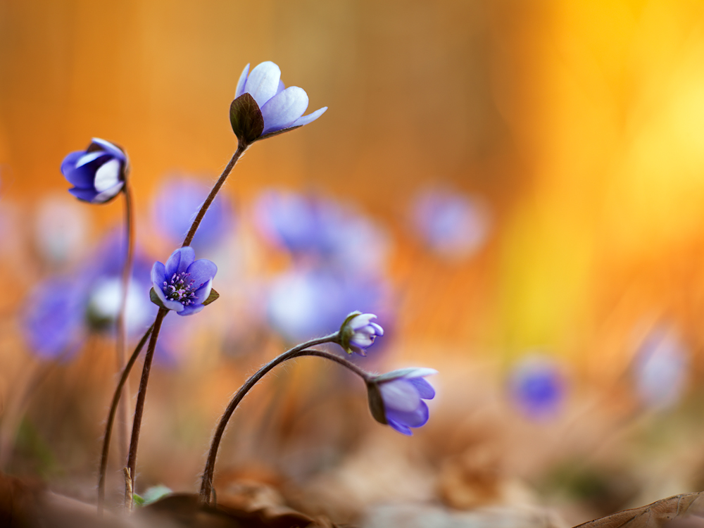 hepatica nobilis 2011