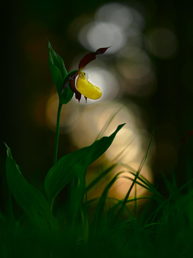 cypripedium sunset by mescamesh