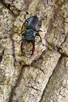 stag beetle