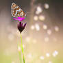 melitaea phoebe