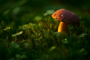 Boletus badius