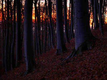 dawn in the forest