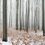 winter beech forest