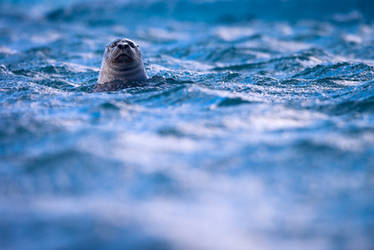 grey seal by mescamesh