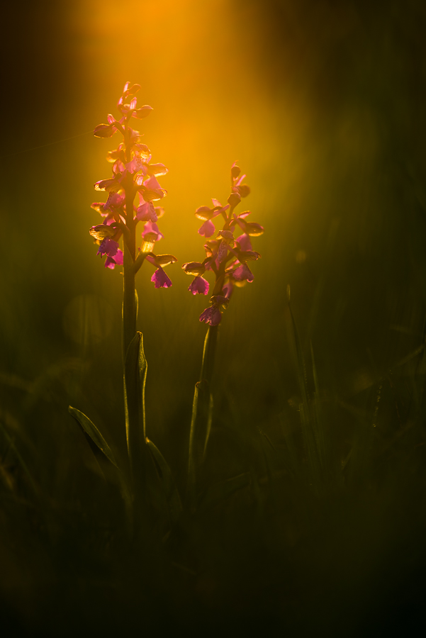 Orchis morio