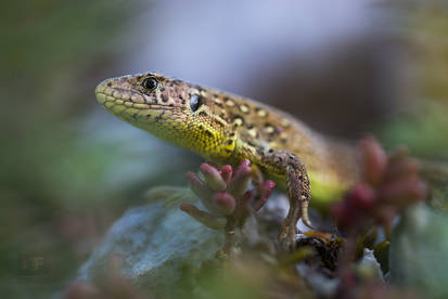 lacerta agilis