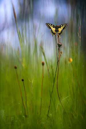 Old World Swallowtail by mescamesh