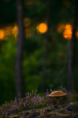 birch bolete