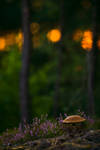 birch bolete by mescamesh