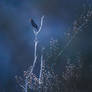 Blackbird