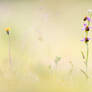 Ophrys apifera 2015
