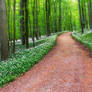 Wild garlic forest