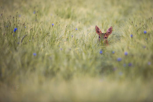 In the field