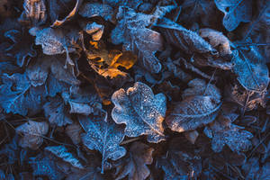 Frozen Forest Floor