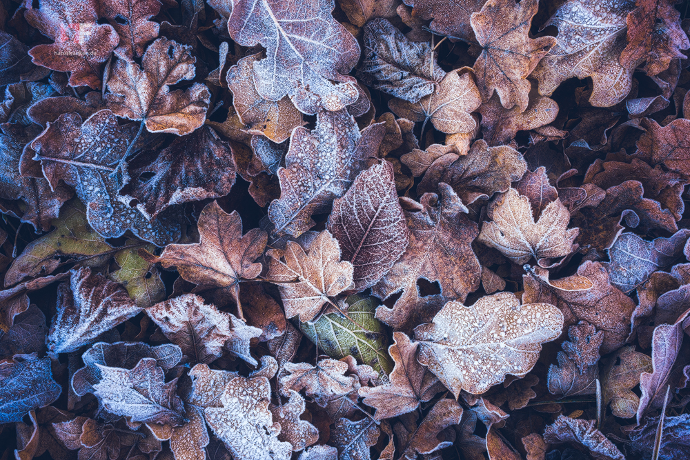 Treasure Of Leaves