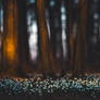 Spring Forest