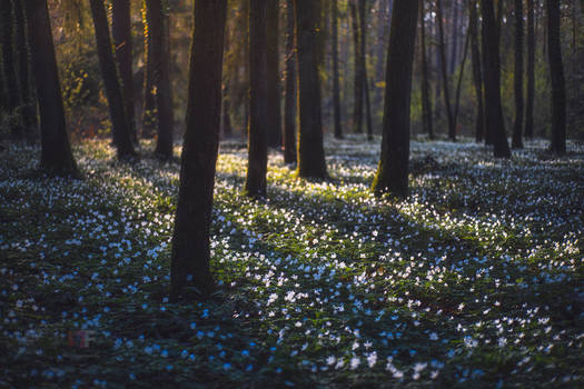 Anemonenwald