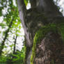 My tree
