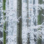 Hoarfrosted