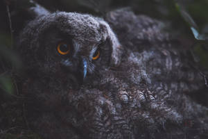 Young Eagle Owl