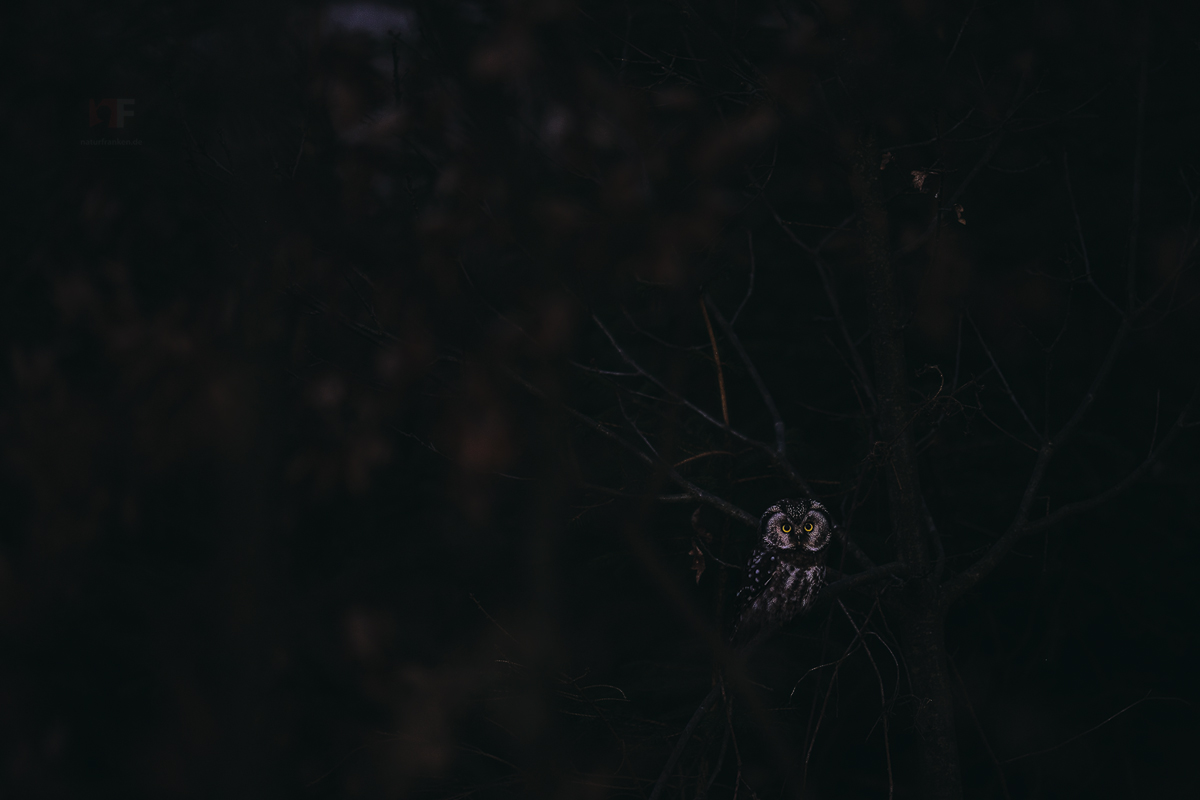 Out of the dark