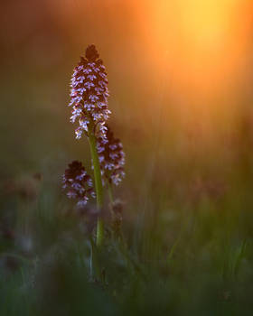 Pasture sunset