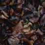 Salamandra