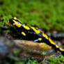 salamander