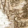 Bark Effect 0605